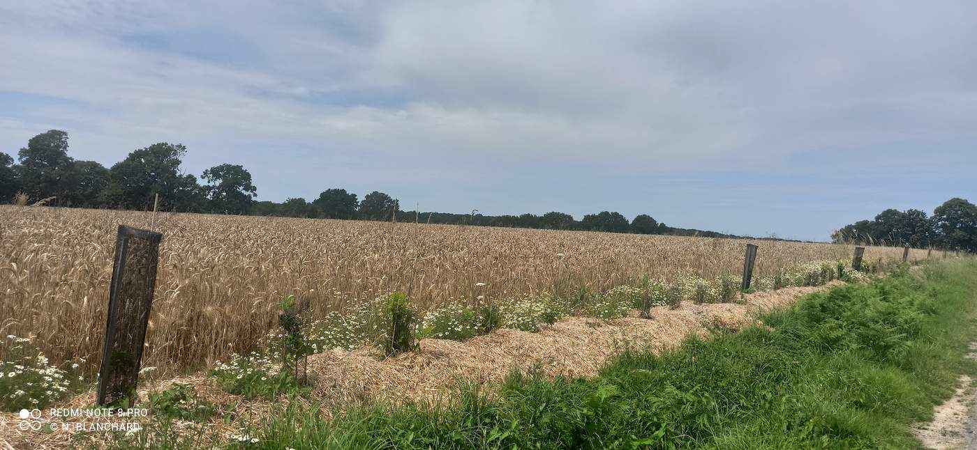 Haie bocagère mature et dense
