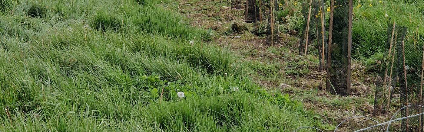 Nouvelle haie plantée sur une exploitation
